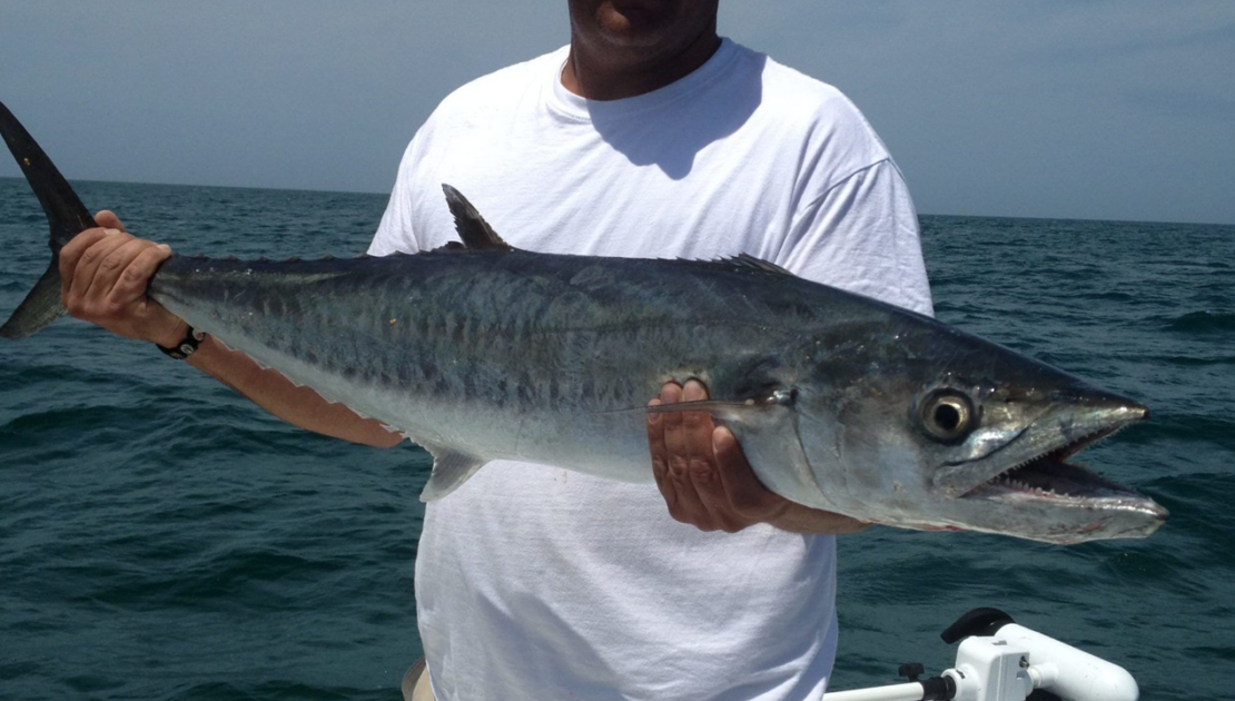 A picture of Nearshore Fishing Charters Off Saint Petersburg, Florida