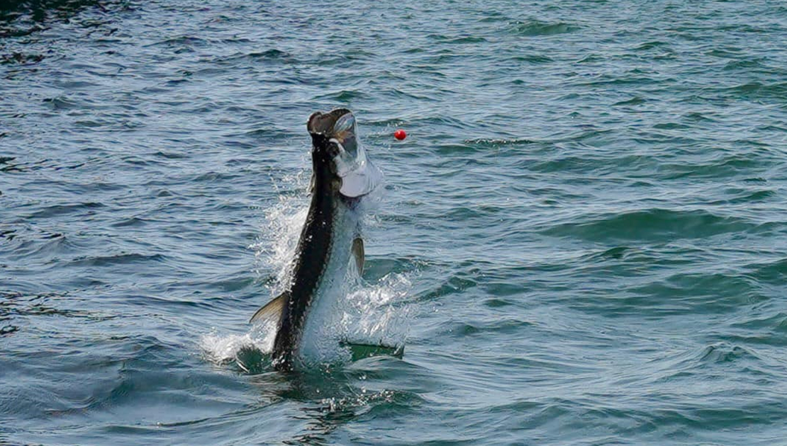 A picture of The Best Tides for Tarpon Fishing in Tampa Bay