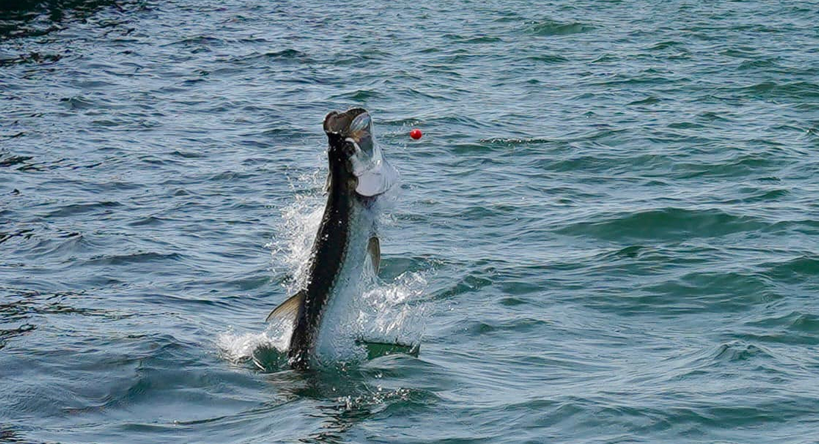 A picture of Don't Miss Florida Tarpon Fishing, St. Pete!