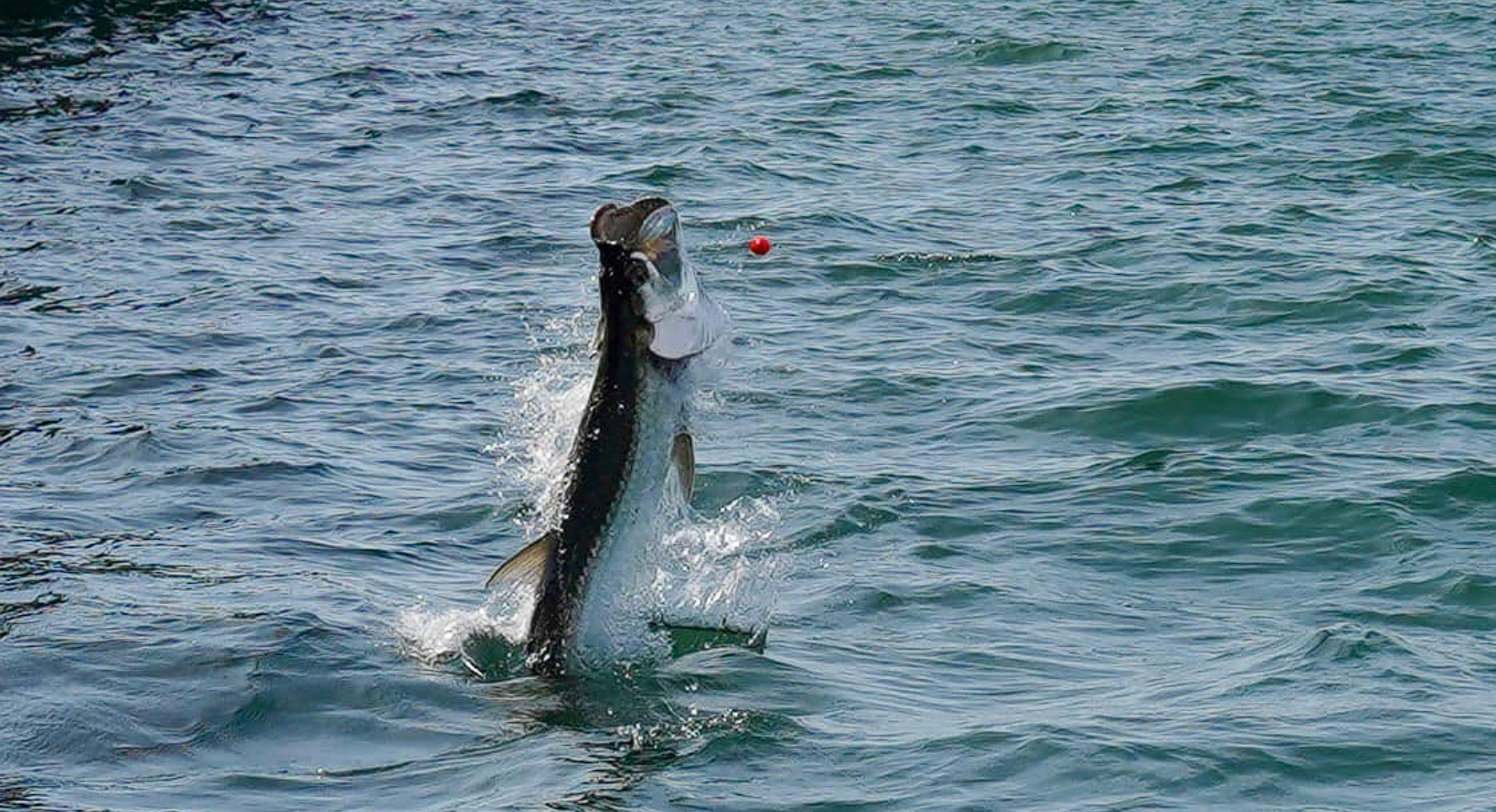 Catch the Silver King: Tarpon Fishing off St. Pete Beach